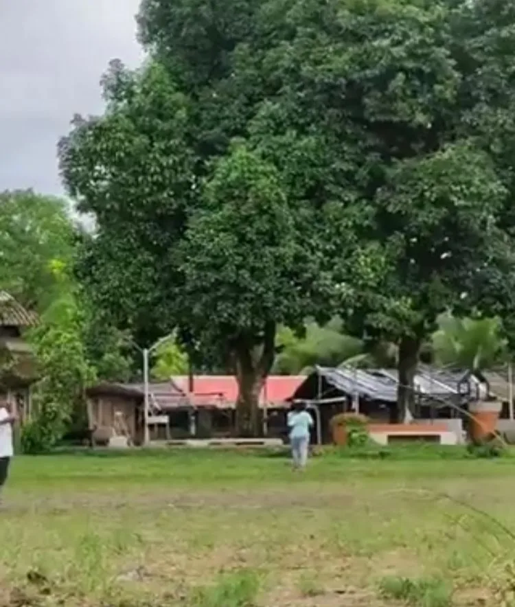 Coquí Chocó pacífico