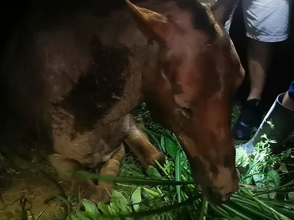 Equino rescatado en Samaniego llevaba varios días al sol y al agua intentando salir de una zanja