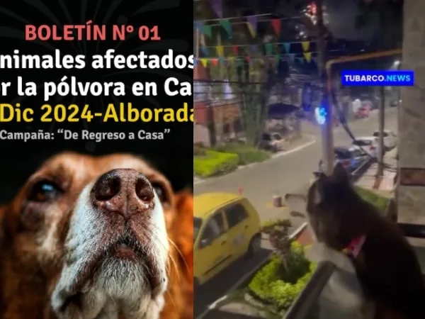 La alborada en Cali dejó 18 animales extraviados y otros desorientados; estas fueron las comunas con más reportes.