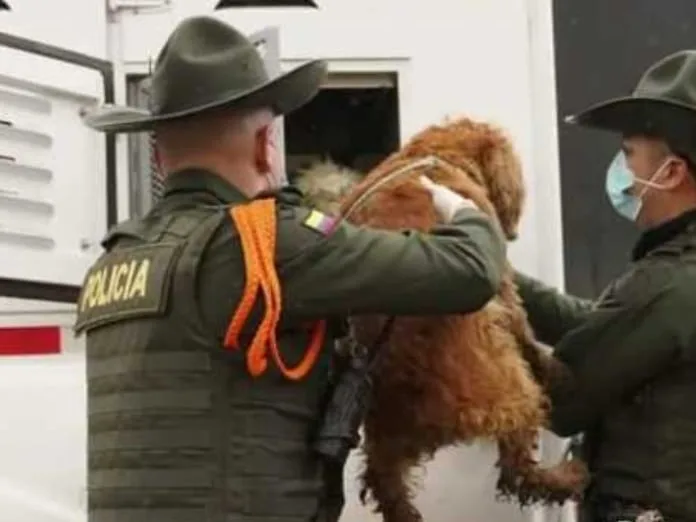 Desmantelan criadero ilegal en Bogotá : 29 perros de diferentes razas y 5 gatos fueron rescatados