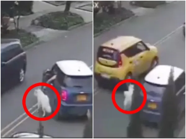 El perrito fuera del carro y su dueño lo arrastraba del collar mientras conducía en medio del tráfico