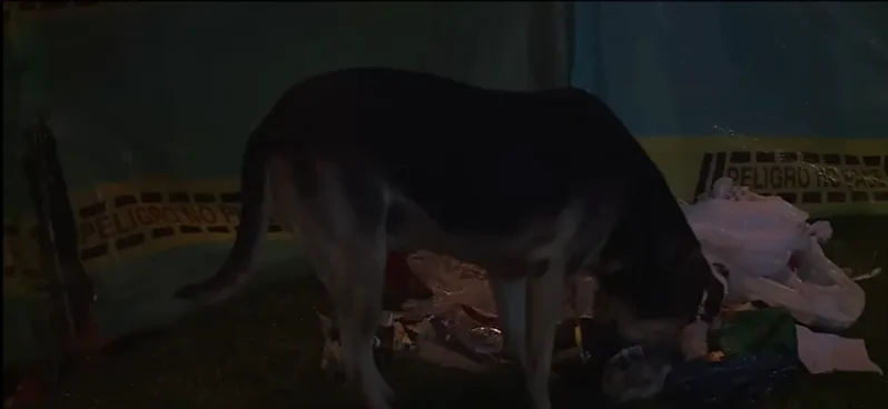 de perros
