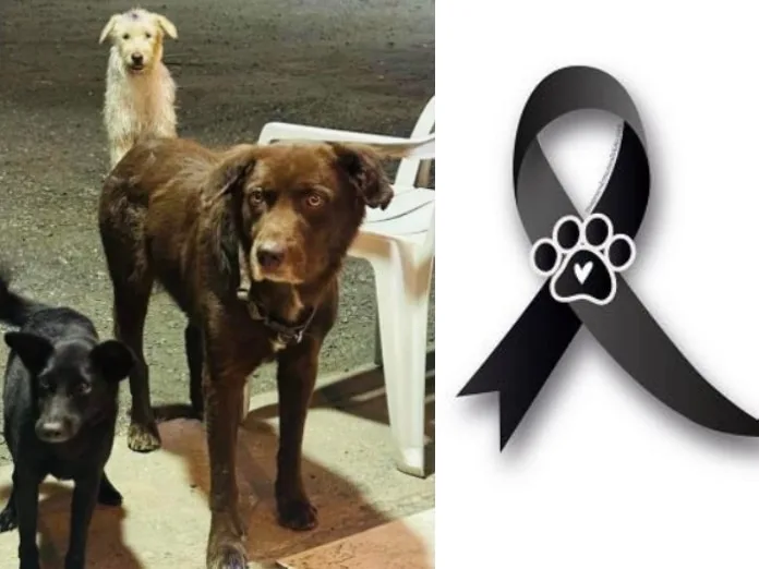Coraje, Choco y Paloma, los peluditos víctimas del atentado en Taminango, Nariño