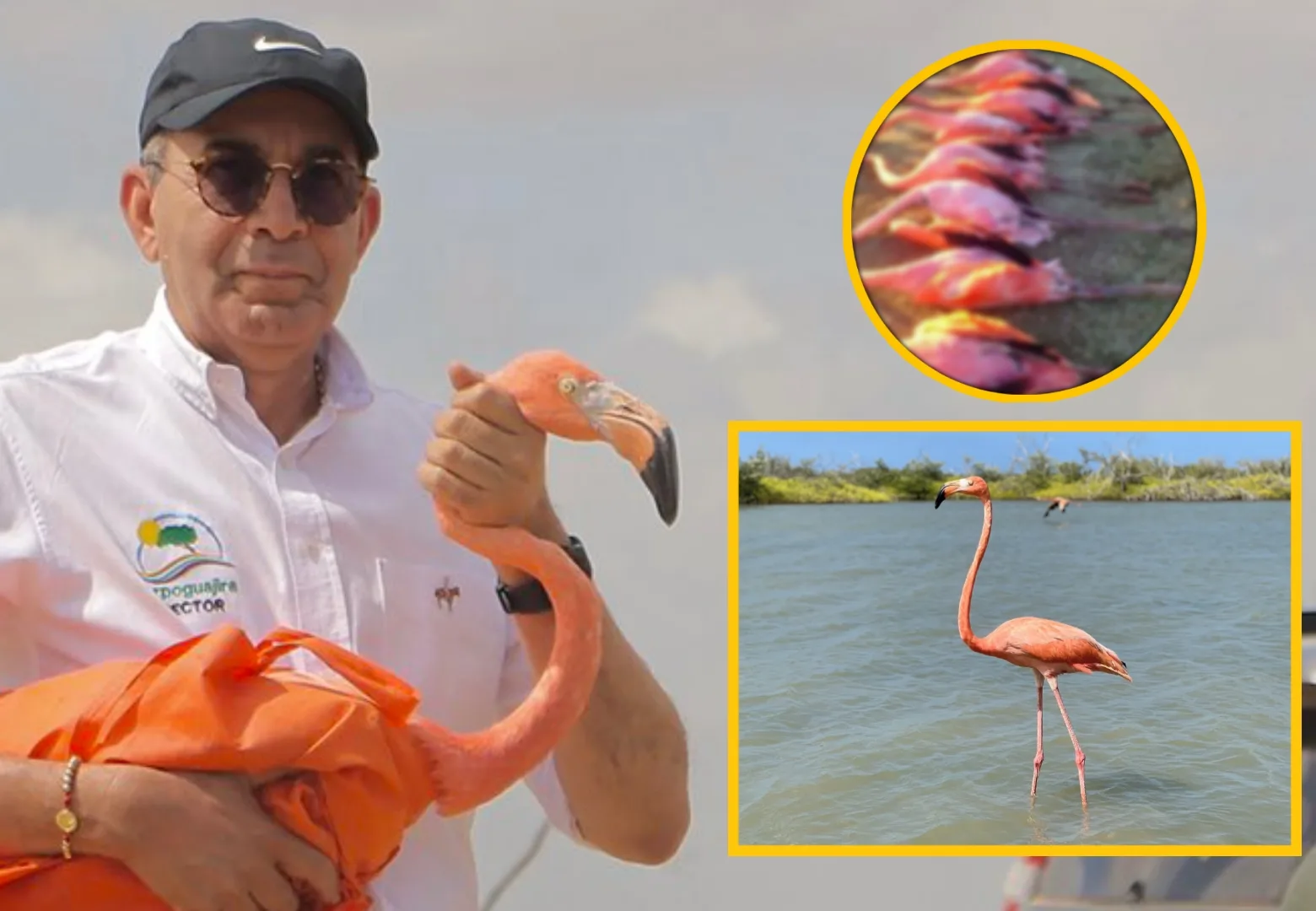 flamencos rosados en La Guajira