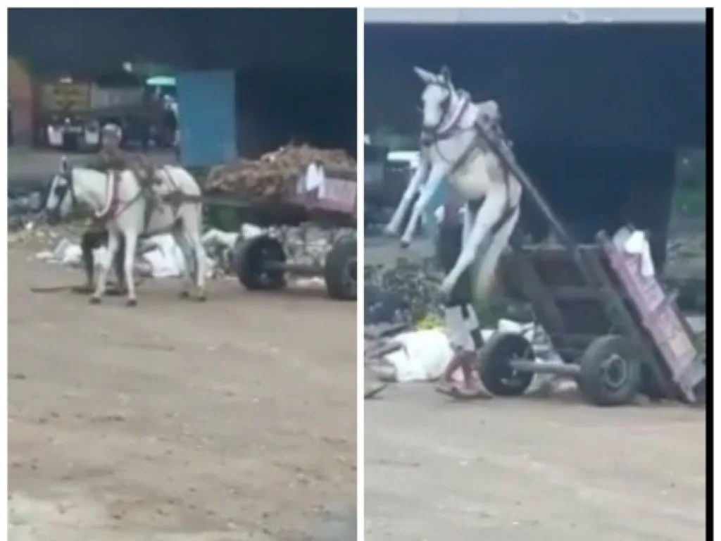 burro
