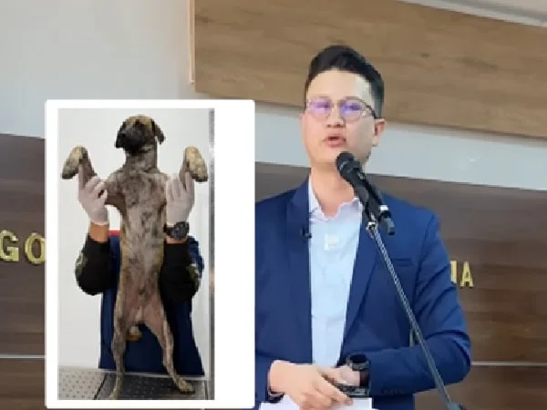 Perro examinado tras brutal ataque en Antioquia.