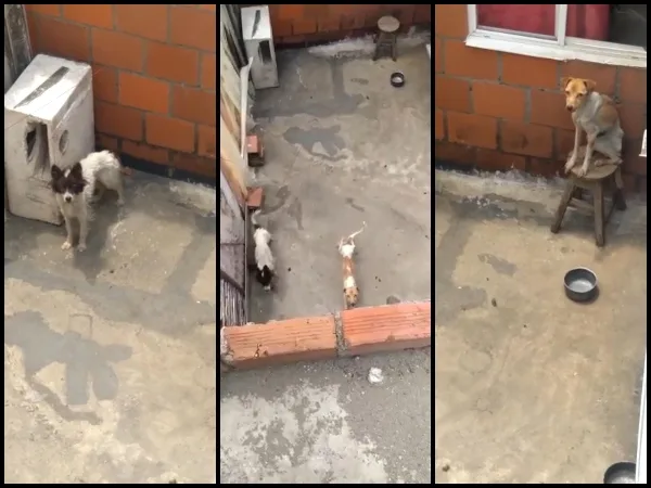 dos perritos