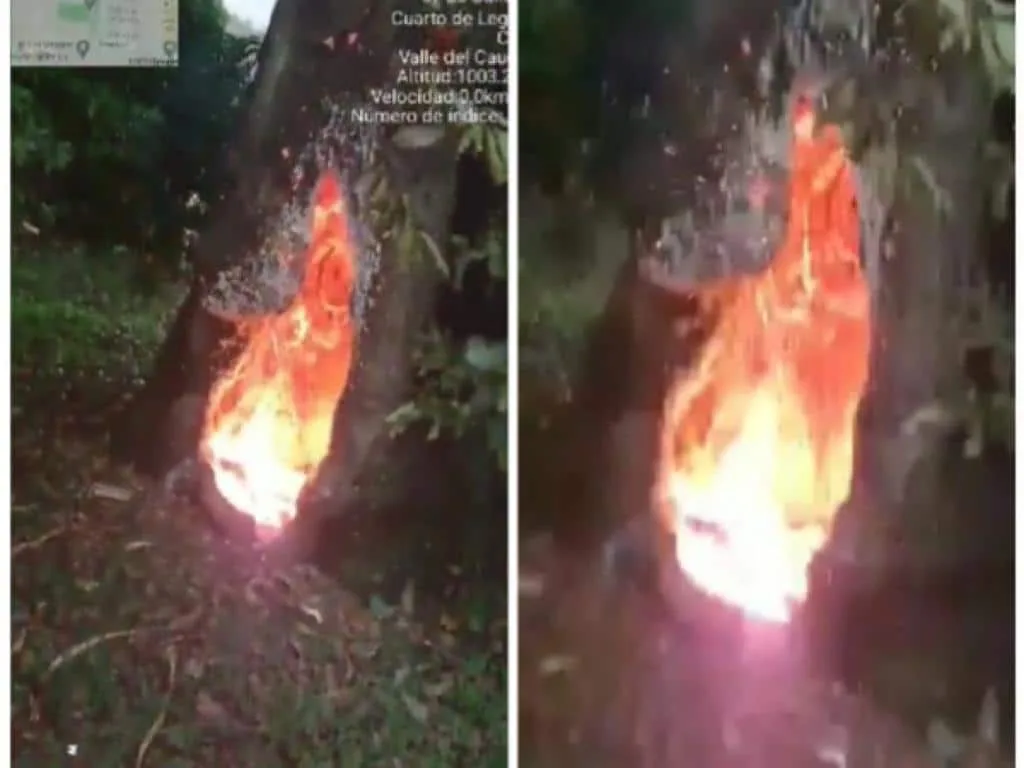 Ocurrió en el barrio Cuarto de Legua, sur de Cali, el rayo impactó y el árbol se incendió por dentro, bomberos atendieron la emergencia. Fotos: vía @bomberoscali119