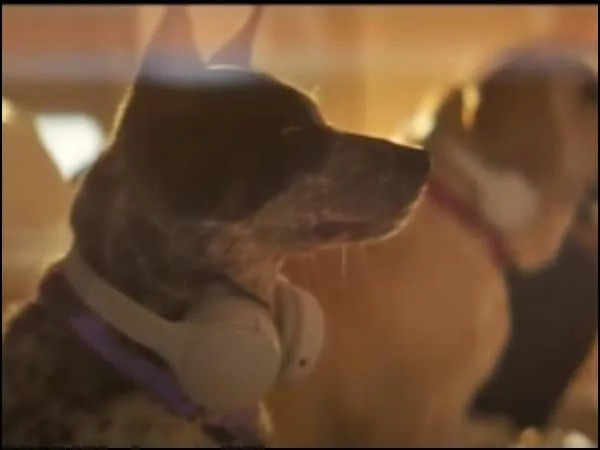 «Ahora los perros podrán viajar en primera clase»: Bark Air anuncia su debut en vuelos
