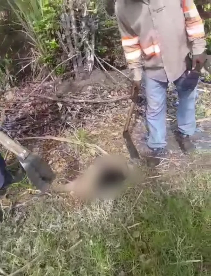 Un oso hormiguero atacado con una pala por un trabajador, "no lo mate, no lo mate", le decían