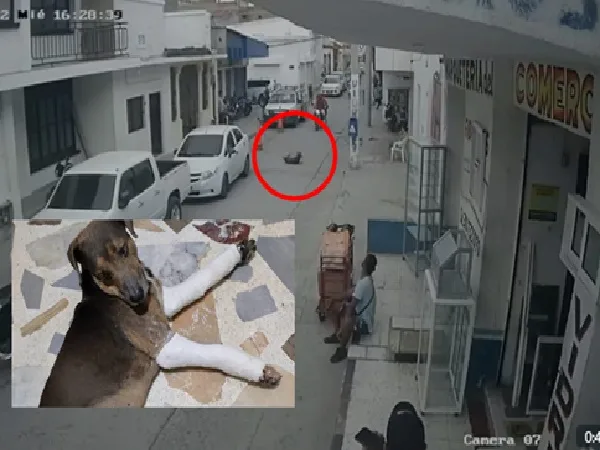 perro tercer piso Santa Marta