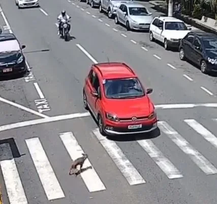 Video viral del accidente por culpa de una "imprudencia perruna", aunque hay debate