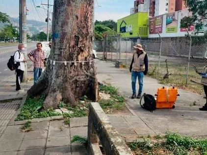 No pudieron salvarla, la ceiba pentranda de la calle 5 en Cali: tenía 85 años