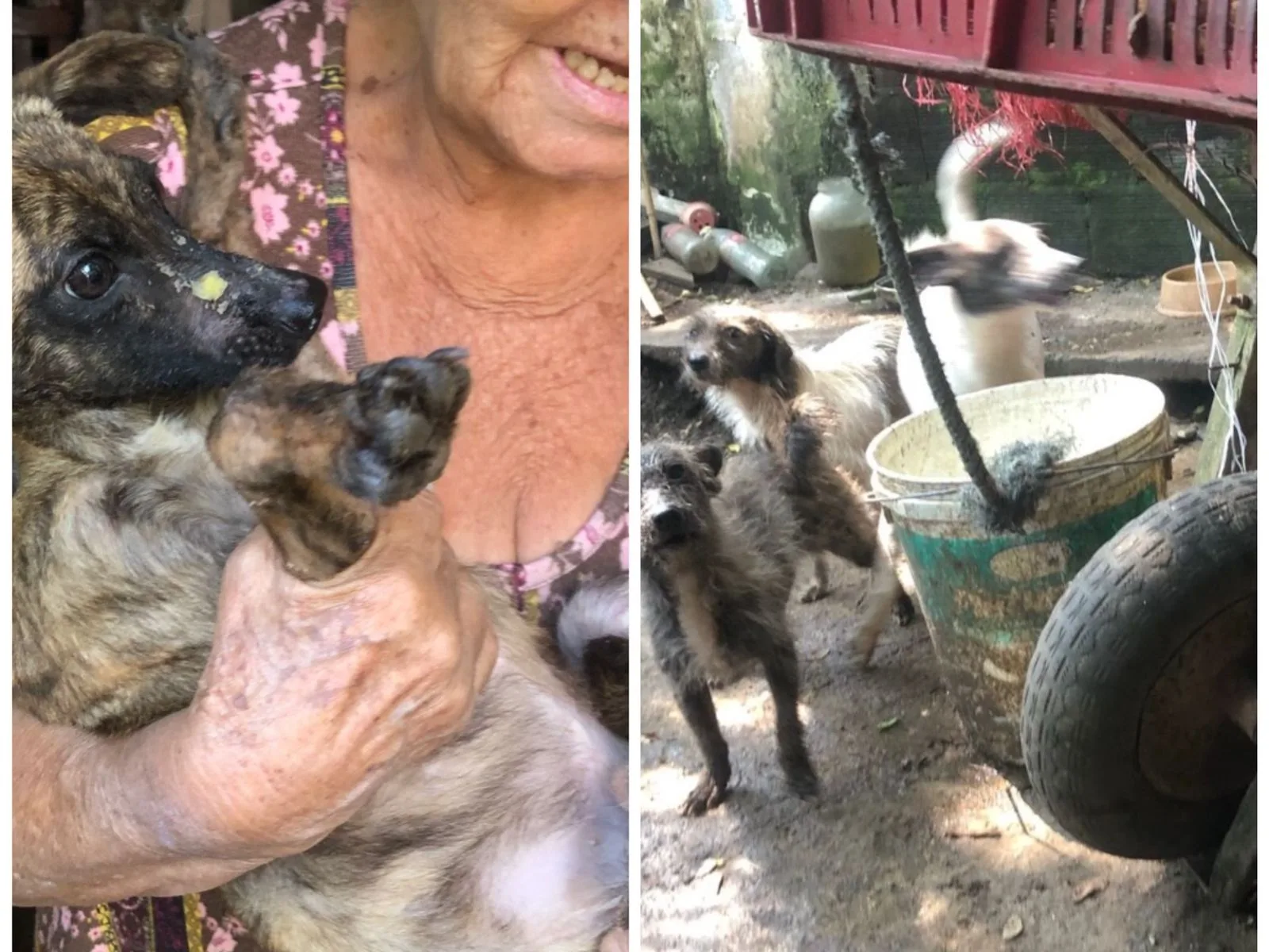 perros vía Cristo Rey y abandono de animales