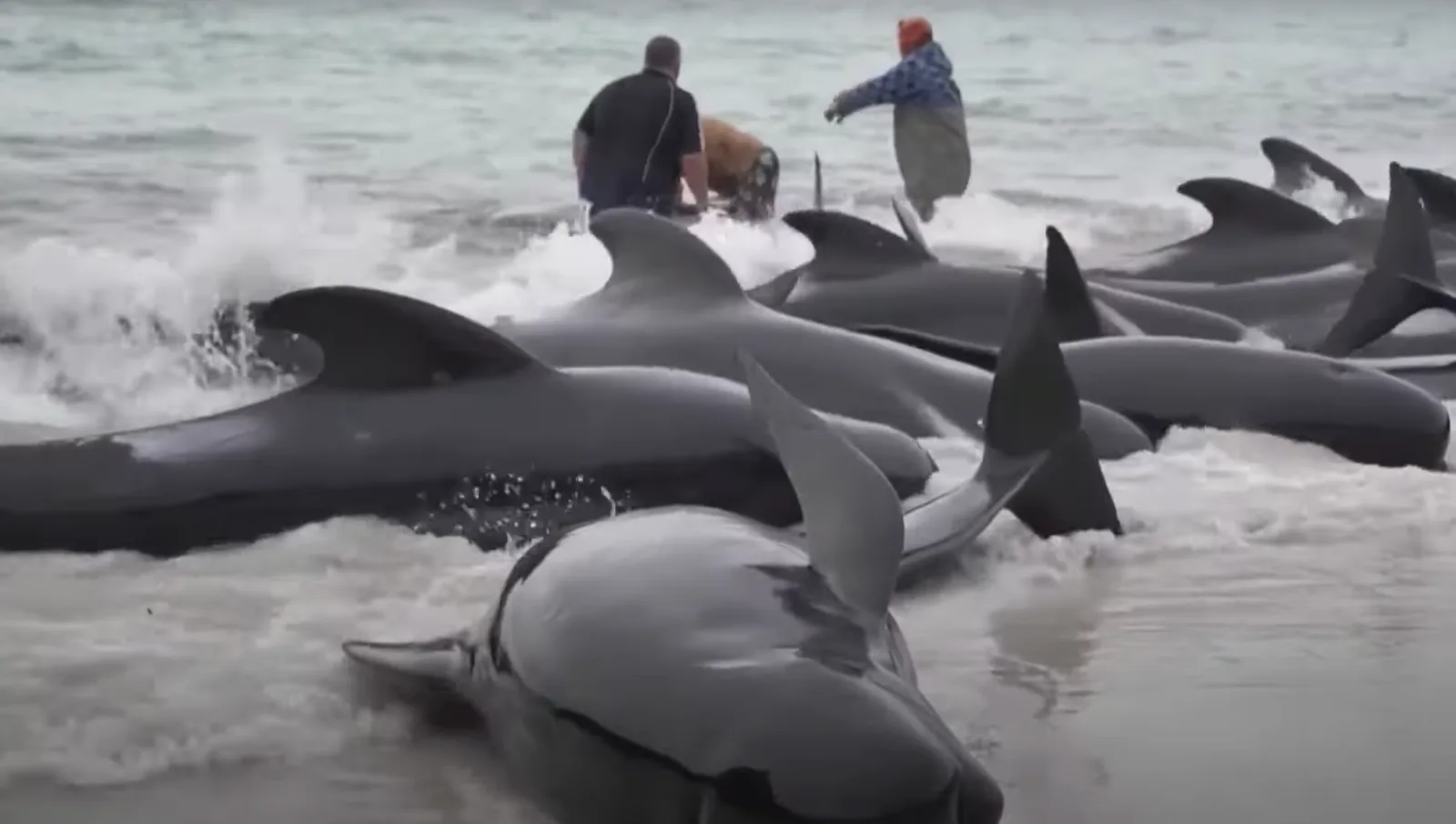Mueren ballenas varadas en playa de Australia, no las pudieron salvar