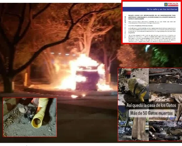 "Es un atentado contra toda la comunidad samaria", Grupo Gelma de la Fiscalía investiga incendio a cambuche de gatos