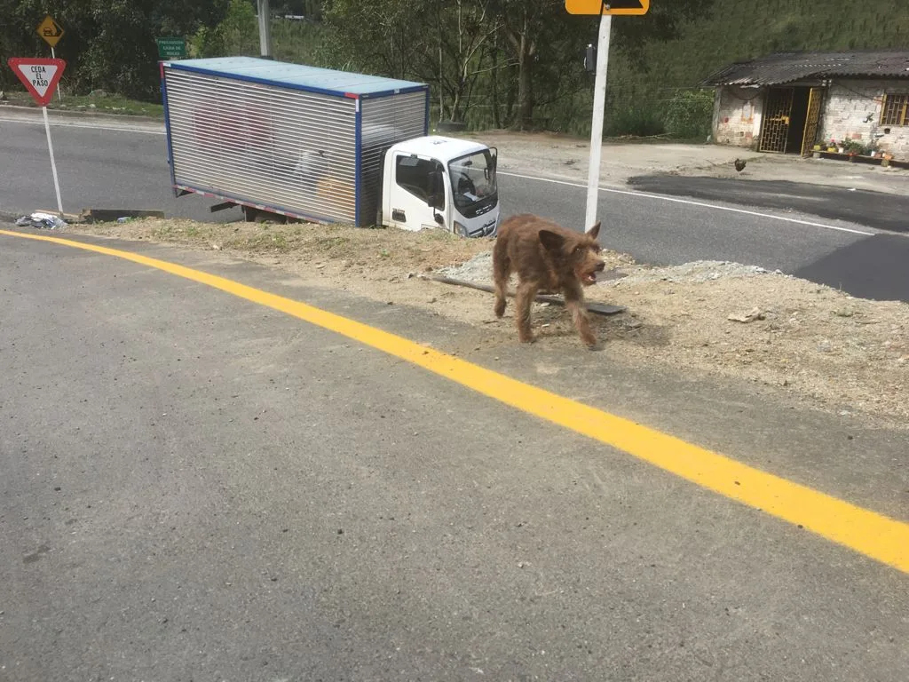 perro abandonado túnel de la línea
