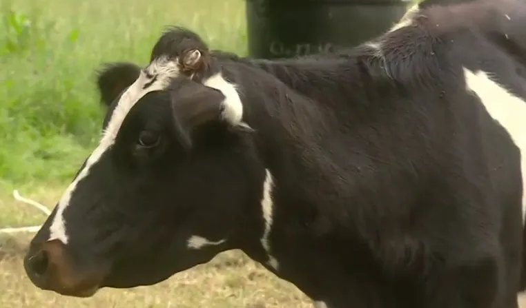 La producción de leche disminuye por el invierno