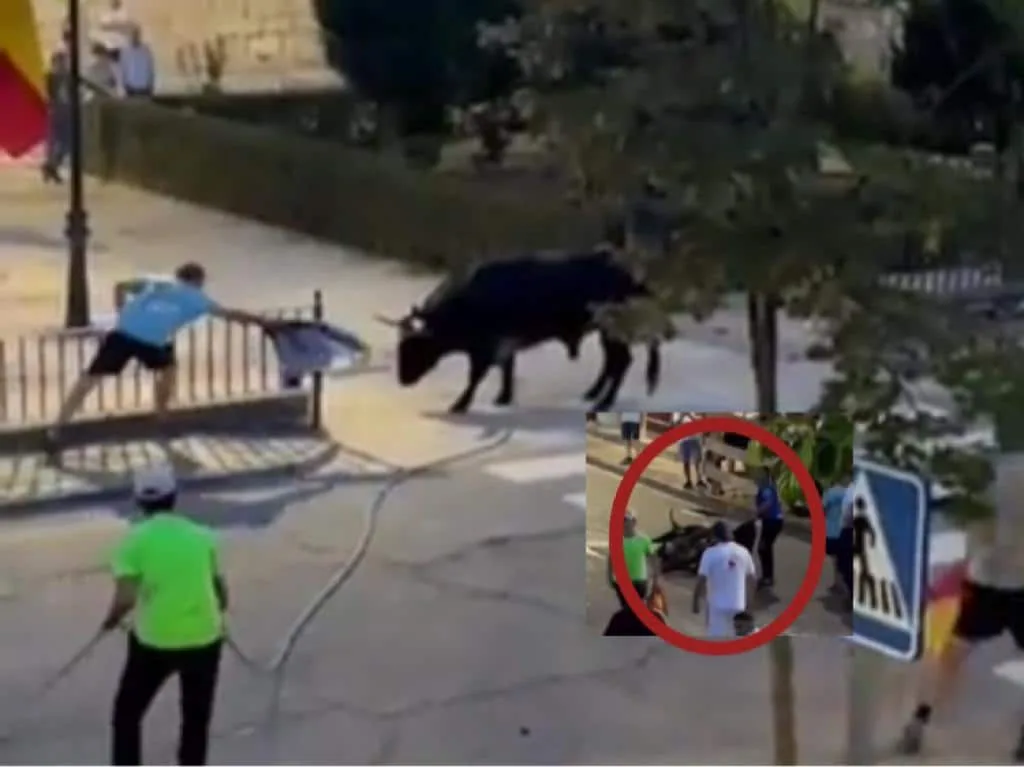 "Pura crueldad", toro murió a manos de varios hombres en un encierro en Tendillas, España