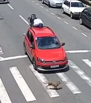 Video viral del accidente por culpa de una "imprudencia perruna", aunque hay debate