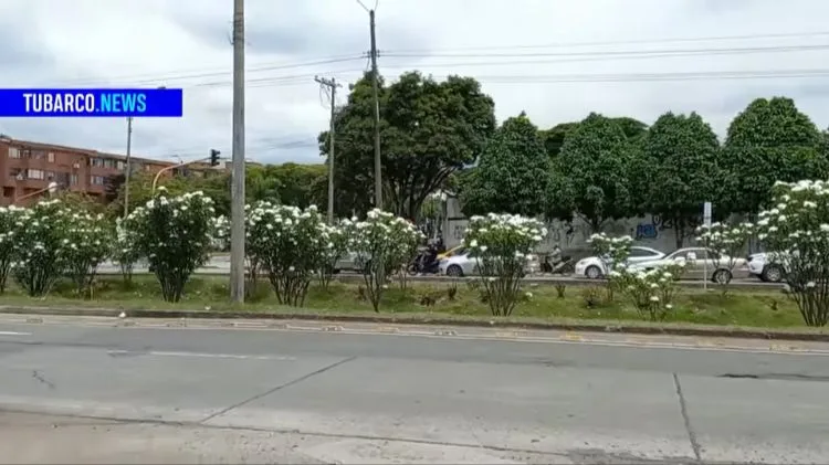 Separadores Cali