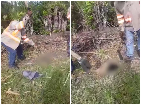 Un oso hormiguero atacado con una pala por un trabajador, "no lo mate, no lo mate", le decían