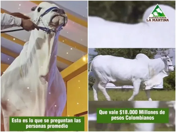 «Viatina 19»: La vaca más cara del país, su raza es privilegiada