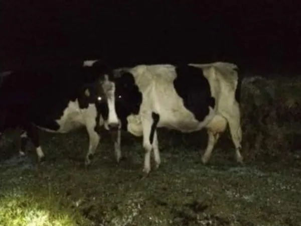 Preocupación en Guachucal por el constante robo de reses de ganado