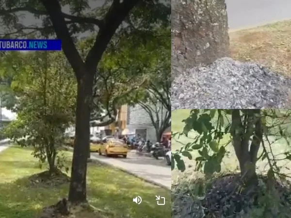 Agresión con agua caliente y carbón a arboles en la Calle 5 ., El Dagma atendió, ya están identificados los agresores"