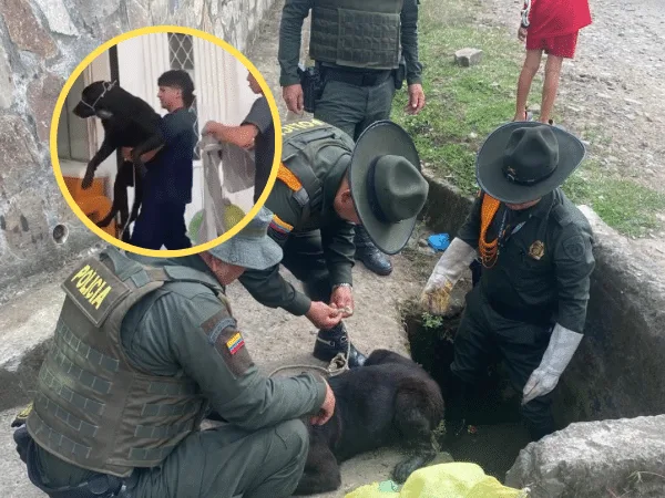 "Pucho" tenía múltiples heridas y ahora dejará de vivir las adversidades de la calle, gracias a su rescate en Sandona