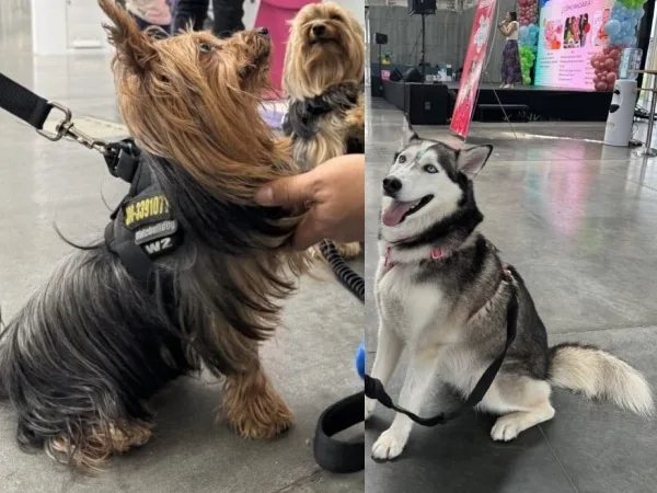 Cali vivirá un festival lleno de amor y aprendizaje para las familias y sus mascotas