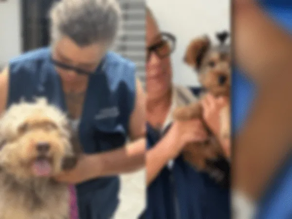 Rechazo en Armenia por brutal agresión a mujer animalista tras rescatar un perro; "le tendieron una trampa"