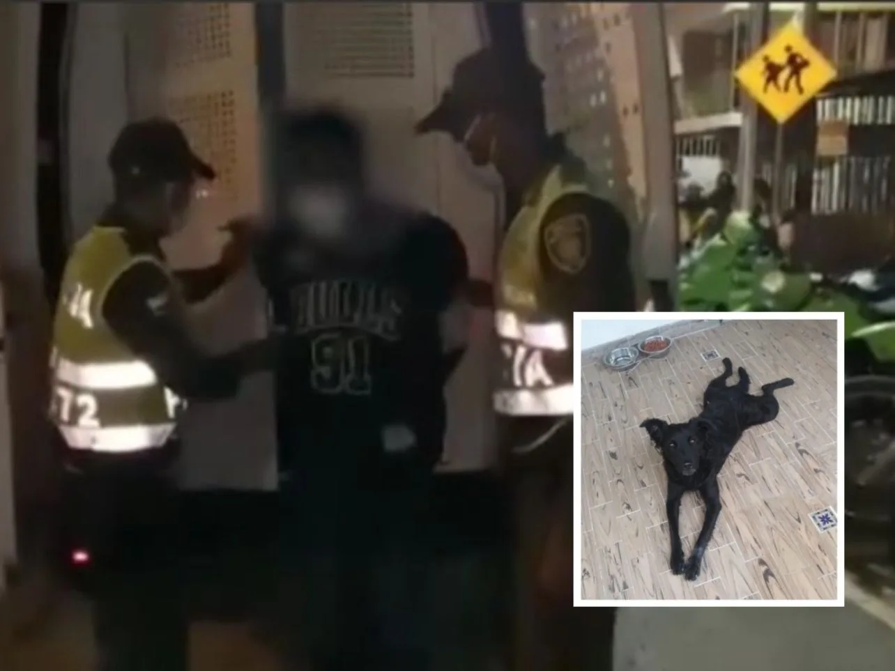 Tedy perro mordió pulmón