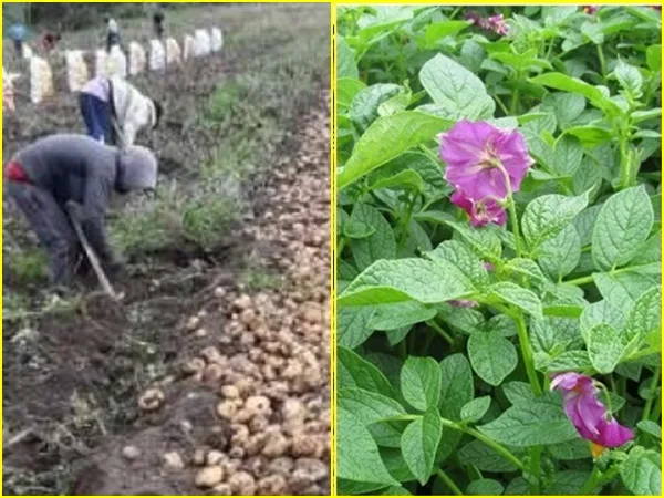 En Nariño se sigue expandiendo enfermedad que afecta cultivos de papa, campesinos preocupados