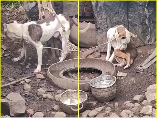 En Guaitarilla piden ayuda para rescatar a perros que "viven encadenados al sol y al agua"