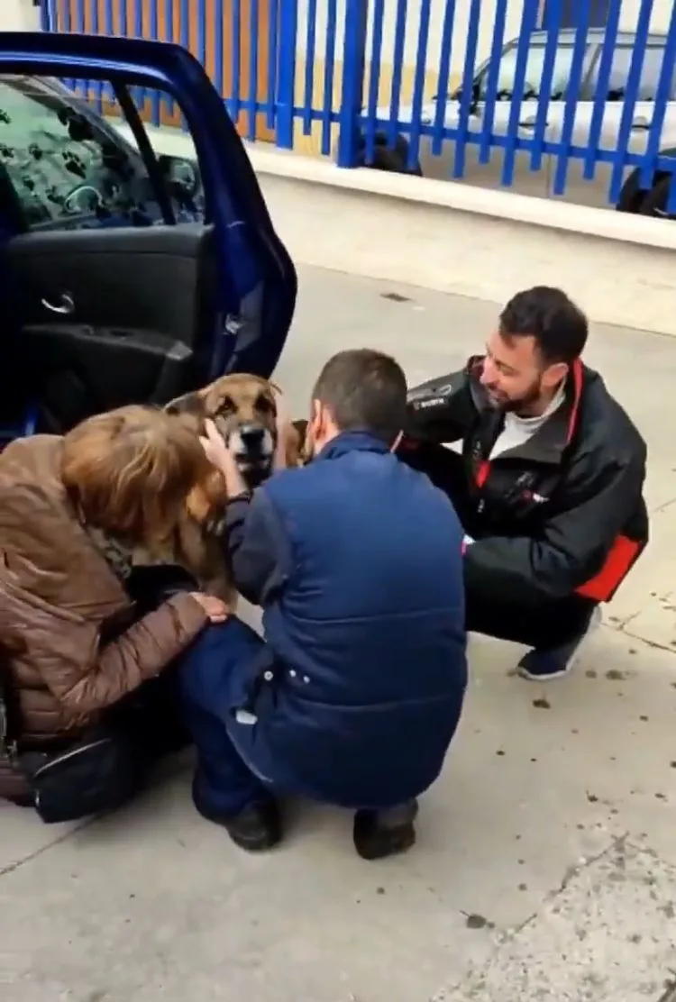 Dico, el perro que se reencontró con su familia en Granada España