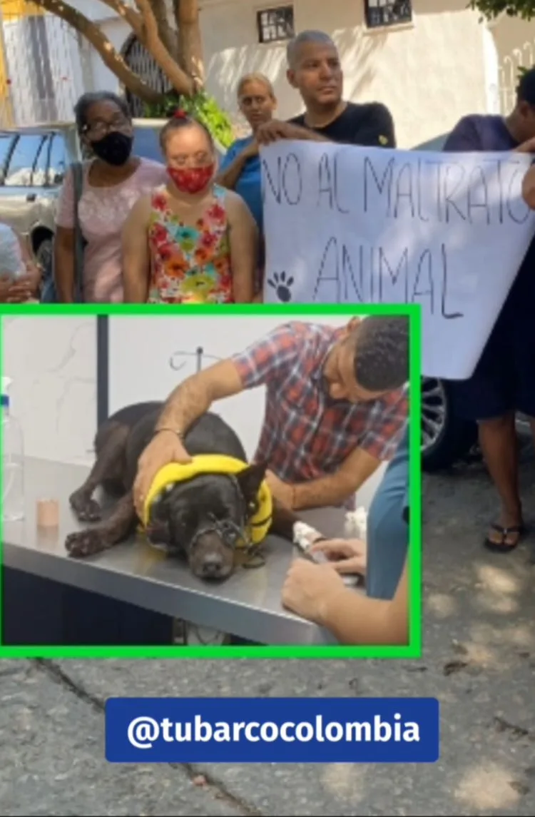 El sobreviviente Blaky; el perro que adoptaron vecinos de una cuadra en Barranquilla