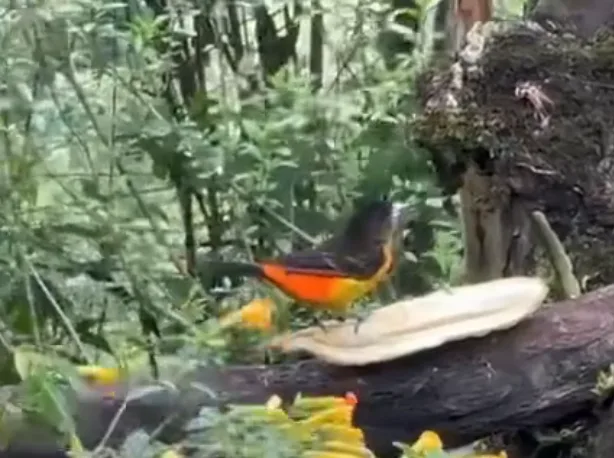 Villa Cielo colibríes en Pance