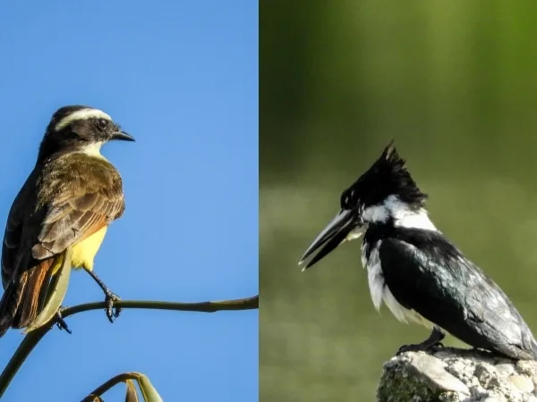 Colombia lidera en biodiversidad: con 1.560 especies, reafirma su posición como el país con más aves en el mundo