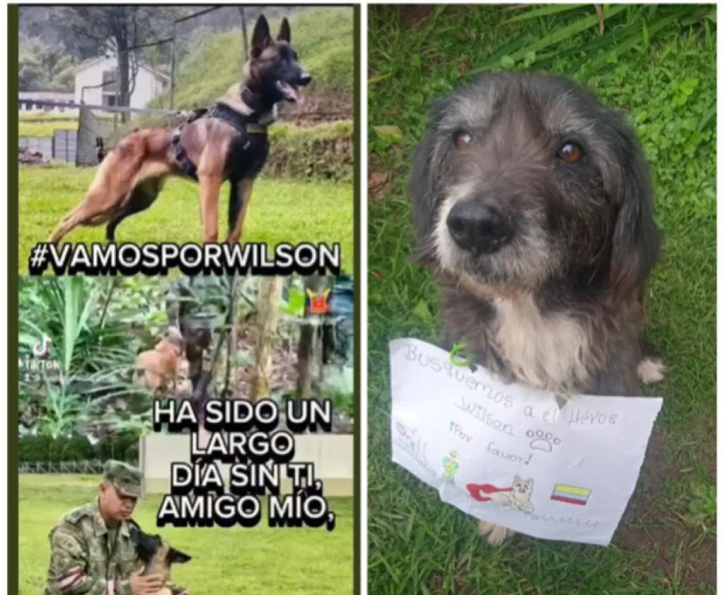 “Seguimos buscando a Wilson”, hay grupos de Fuerzas Militares en la selva del Guaviare