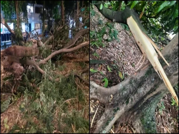 «La comunidad está en peligro»: Varios árboles están a punto de caerse en Ciudad Capri, Cali