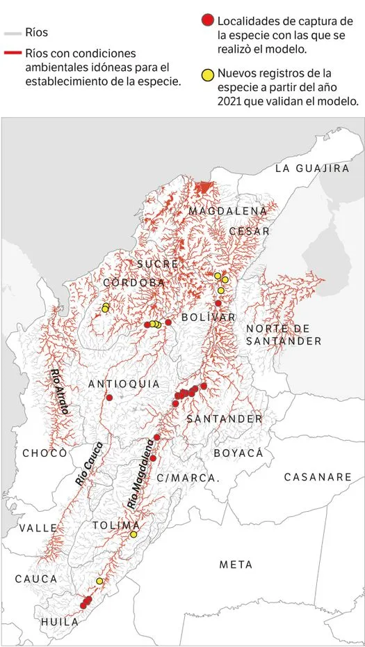 pez basa invasora río Magdalena