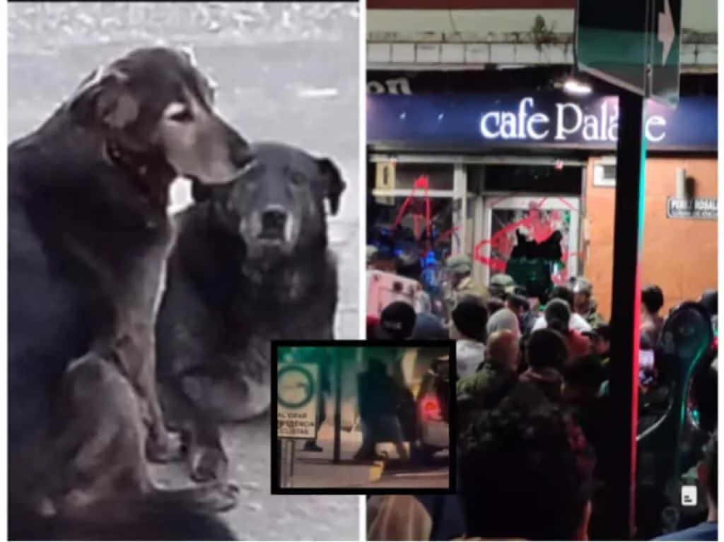 Caballita y Viejito, los dos perros enterrados vivos en el patio de un gimnasio, en Chile
