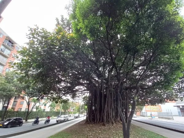 árboles notables en Cali
