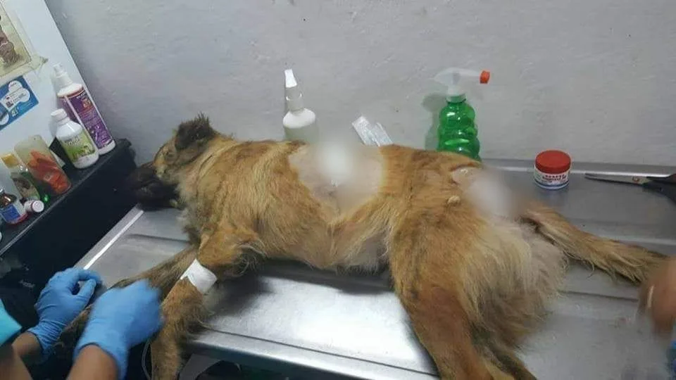 En medio de una pelea, sujeto le causo heridas de gravedad con un machete a un perro en Popayán