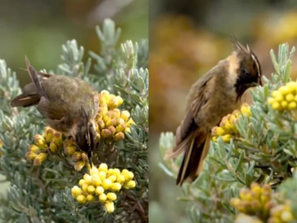 El Colibrí del Nevado del Ruiz que pocos han visto : es considerado guardián del volcán