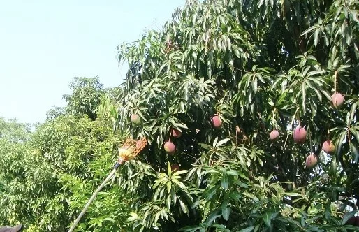 Mangos