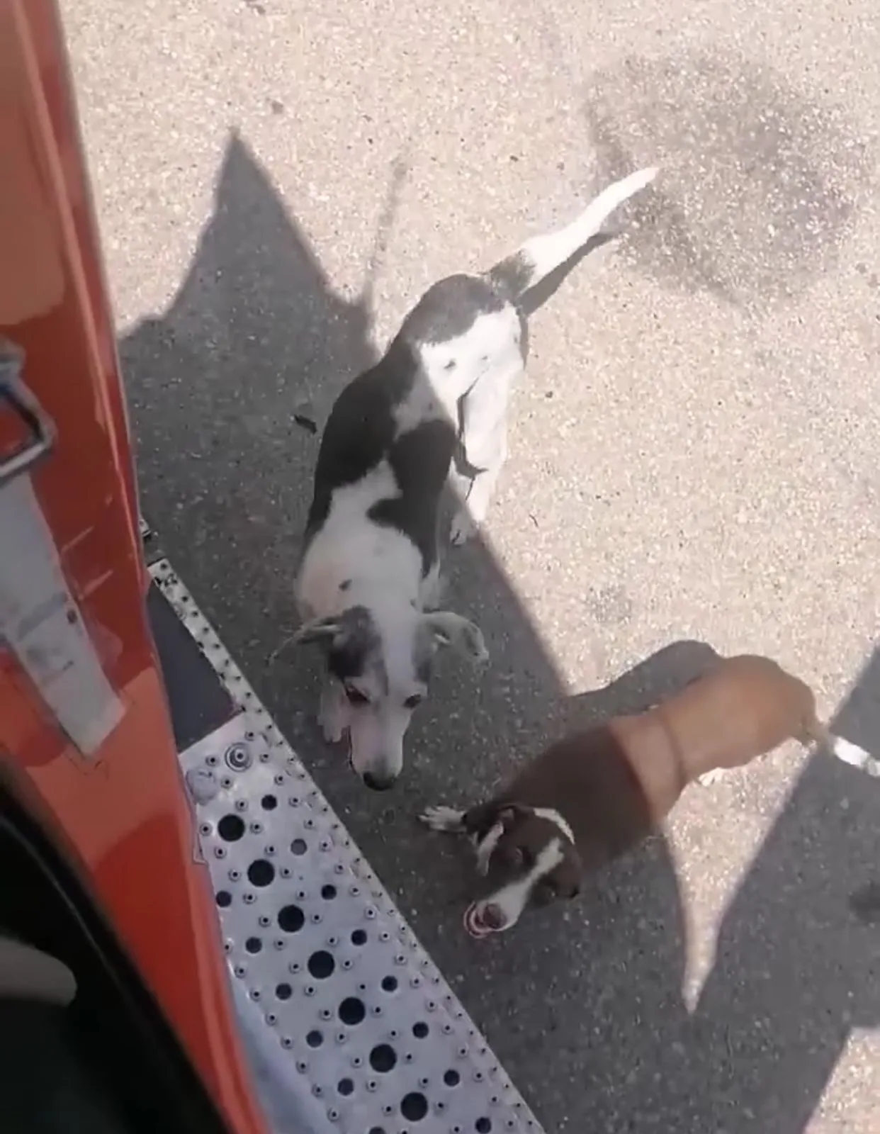 peaje Santa Ana camionero perros