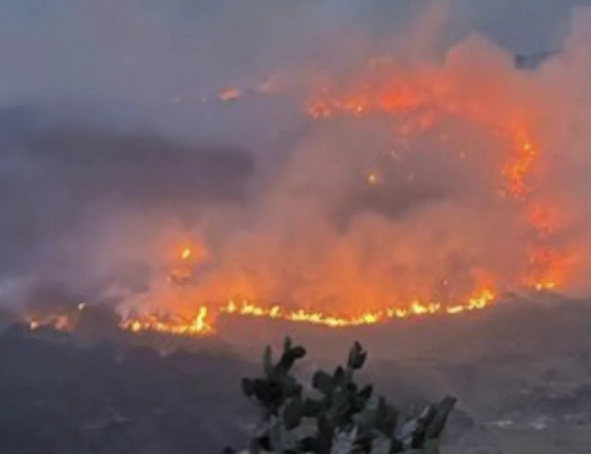 Por el incendio forestal en Yotoco, algunas especies de animales murieron