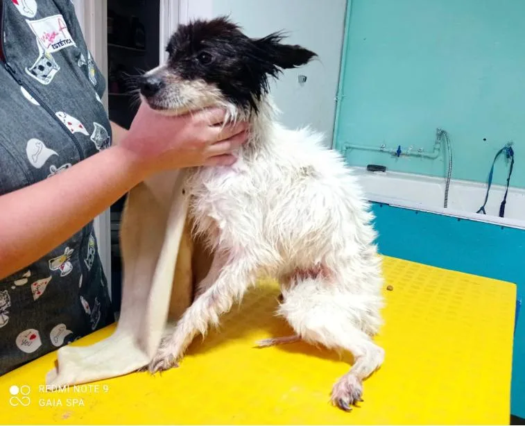 dos perritos